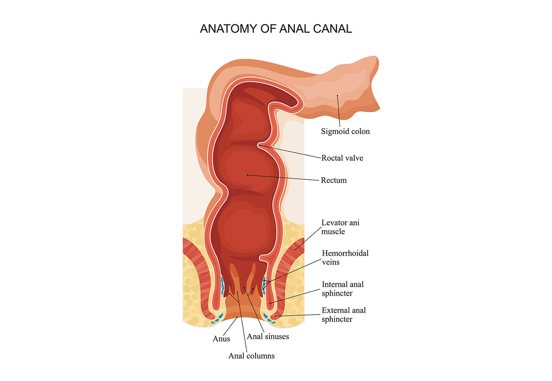 Anatomy of anal canal